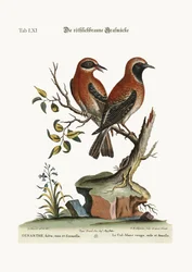 El Triguero rojo o de color pardo, 1749-73